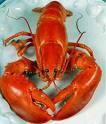 webassets/cooklobster.jpg